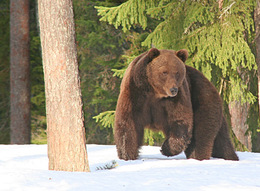 Wildlife i n Finland